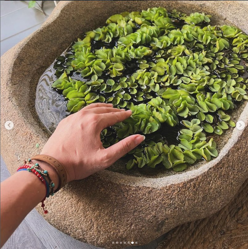 Mantenimiento de plantas