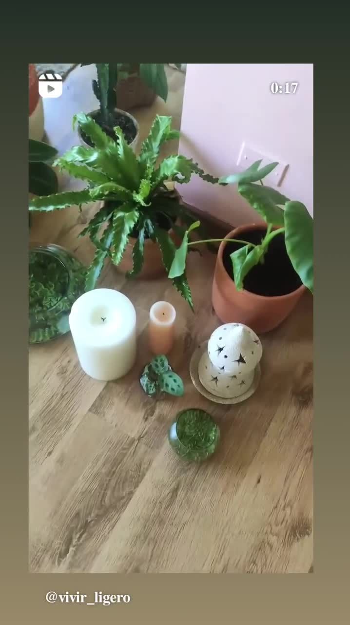 Cuidado de plantas
